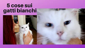 Come si chiamano i gatti bianchi?