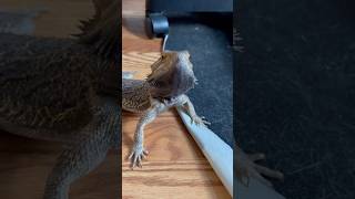 Marley runnin across the room. #shorts #reptiles #beardeddragon #lizard #cute #pets