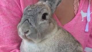 صوت الأرنب أفضل من صوت البشر 😂😂😂