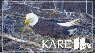 WATCH: Minnesota DNR's Nongame Wildlife EagleCam egg has hatched