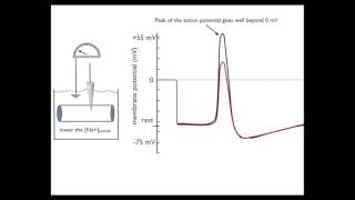 Movie 10 Voltage Clamp 1 logic for using voltage clamp