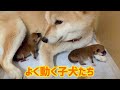 《柴犬子犬生後2日》柴犬みかん新米ママの子育て奮闘記 【2日目】