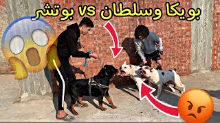 فلوج مواجة بويكا وسلطان Vs وبوتشر وبيلا😱 حسن شيتا وعمر احمد