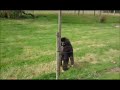 Gibbons v hedgehog
