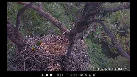 Excerpts from Rainbow Lorikeets