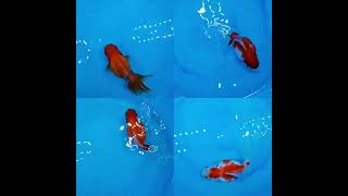 Fancy Goldfish, envio a México y Guatemala #goldfish #aquarium #goldfishtank #fancygoldfish #fish