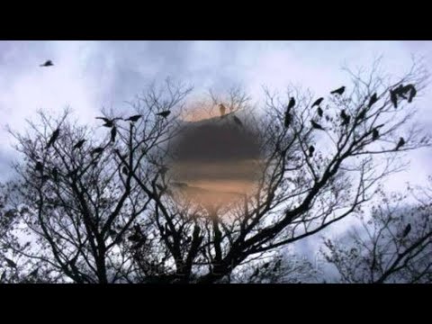 ◆Do33. 七つの子（（童謡）