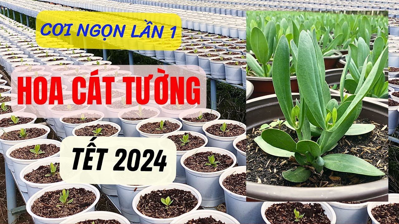 Cơi Ngọn Hoa Cát Tường Lần 1 tết 2024