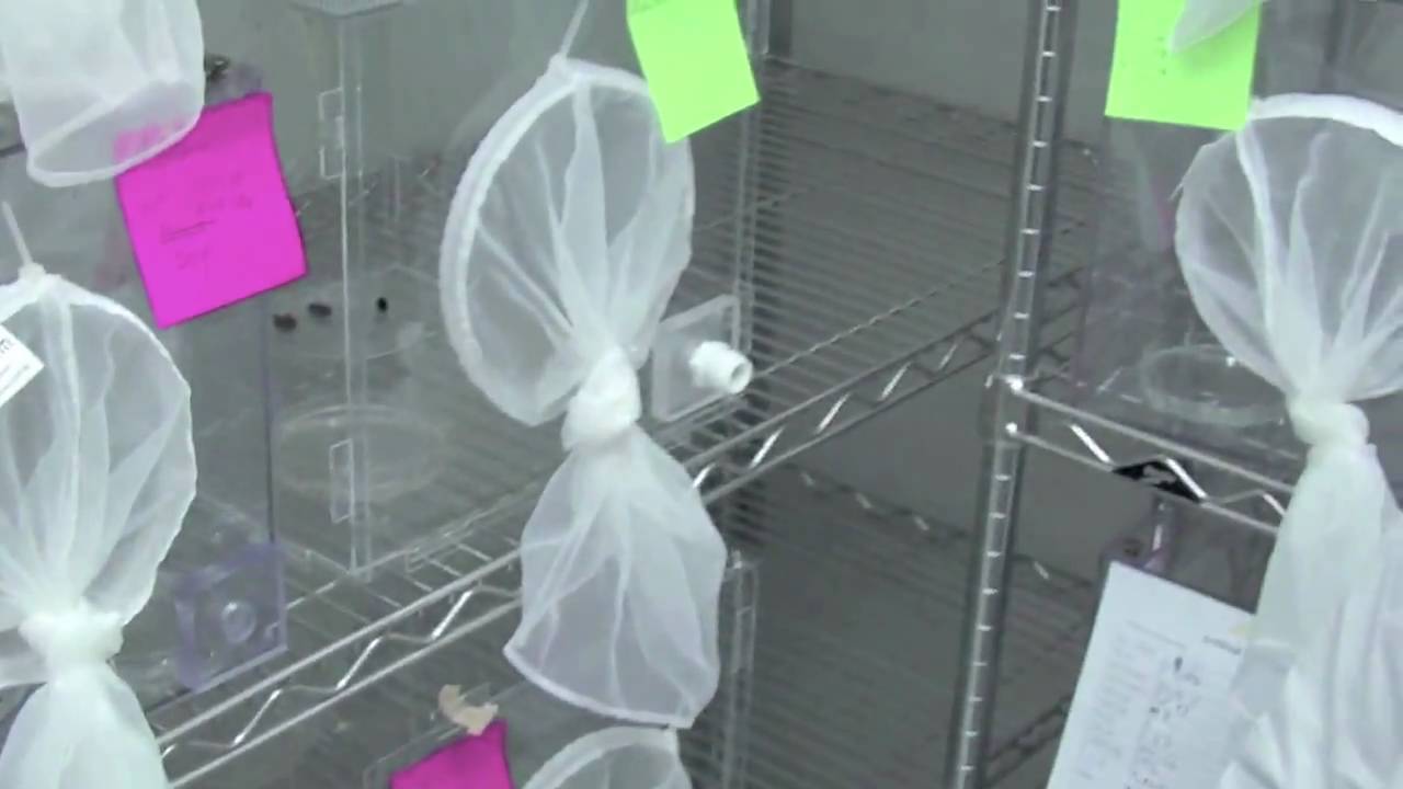 The Insectary - YouTube