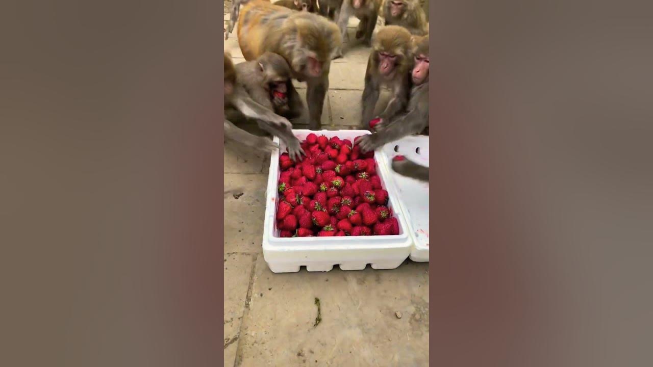 Like, monkeys fighting for strawberries, cool | Duoyin (Tik Tok