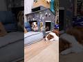 「たすけて〜！」ってお喋りして訴える犬が可愛すぎました🤣💦【オーストラリアンシェパード・ボーダーコリー】
