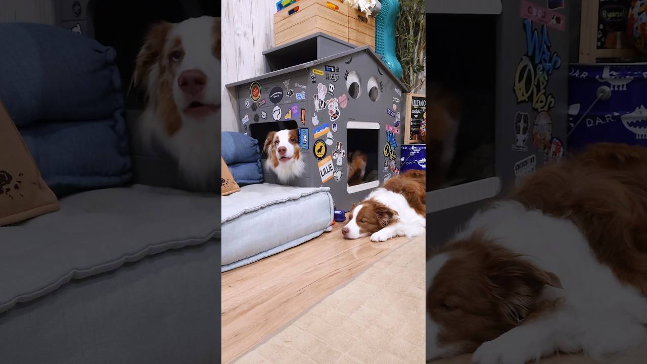 「たすけて〜！」ってお喋りして訴える犬が可愛すぎました🤣💦【オーストラリアンシェパード・ボーダーコリー】