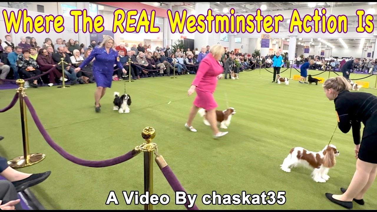 Где происходят НАСТОЯЩИЕ события в Вестминстере