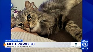 Pawbert the three-legged cat up for adoption at the Humane Educational Society in Chattanooga
