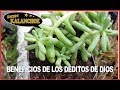 🖐Deditos de Dios 💚 DedoS de NIÑO 💚 Propiedades curativas  👀 Sanar ojos