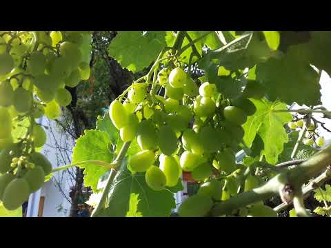 Grapes (Vitis vinifera)
