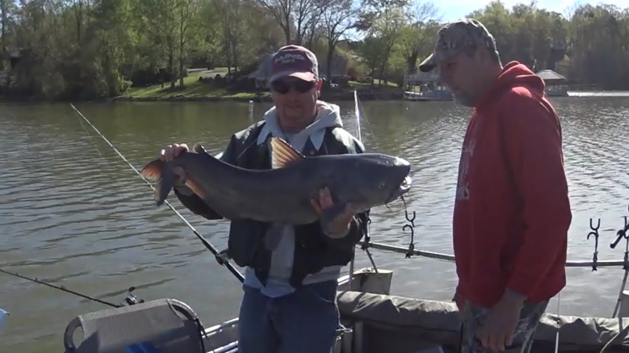 Cold And Foggy Catfish YouTube