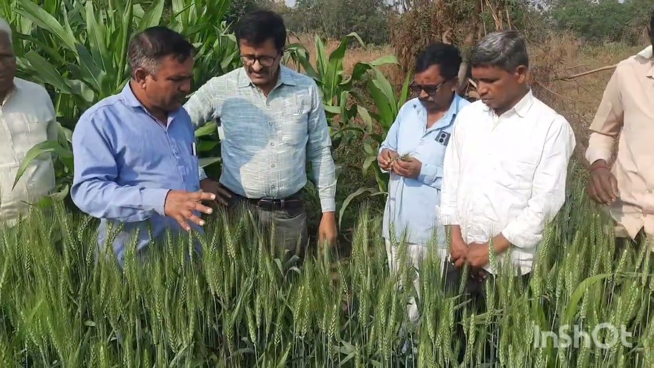 HD 3385 गहू वाण एकरी 25 क्विंटल उत्पन्न, पुसा भारतीय कृषी अनुसंधान  केंद्र, दिल्ली.