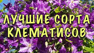 видео: Соседи ЗАВИДУЮТ, когда видят МОИ КЛЕМАТИСЫ. Я ПРОСТО посадила НЕПРИХОТЛИВЫЕ и ОБИЛЬНОЦВЕТУЩИЕ СОРТА. картинка: Соседи ЗАВИДУЮТ, когда видят МОИ КЛЕМАТИСЫ. Я ПРОСТО посадила НЕПРИХОТЛИВЫЕ и ОБИЛЬНОЦВЕТУЩИЕ СОРТА.