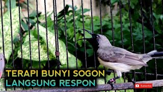 Cret cret serrr.. Terapi Bunyi Sogon Bahan langsung respon