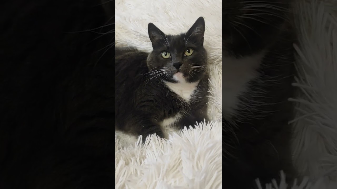 постельный клоп 