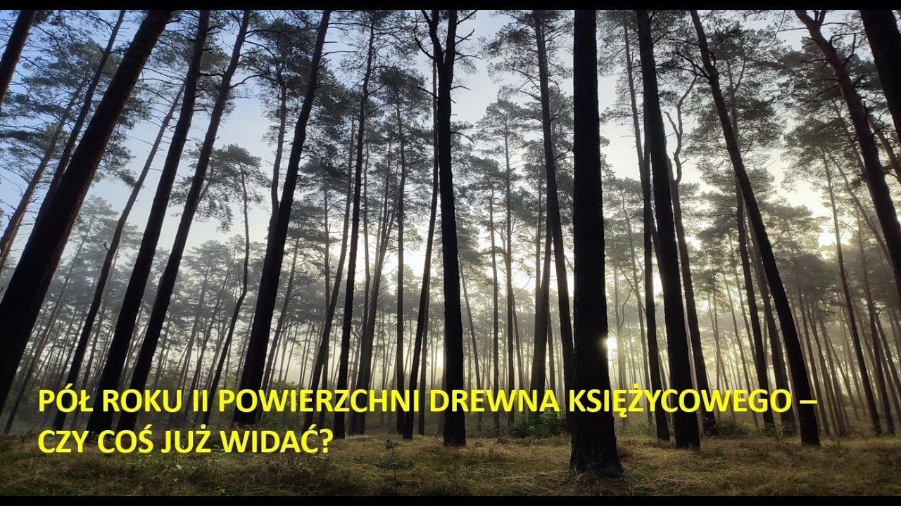 Czy już coś widać? Czy mamy to...?? Halo! Czy jest tu drewno księżycowe?