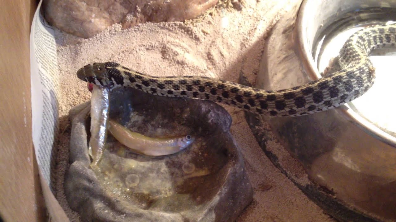 Garter snake eating dead fish YouTube