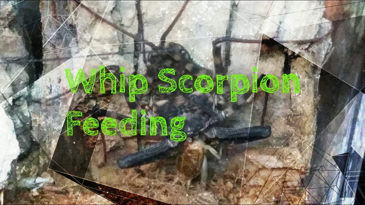 Tailless Whip Scorpion Feeding Damon diadema YouTube