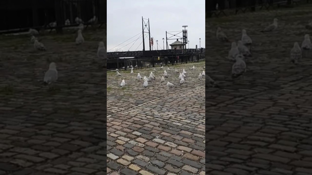 LIVERPOOL DOCKS FUN CHASING PIDGEONS!!!