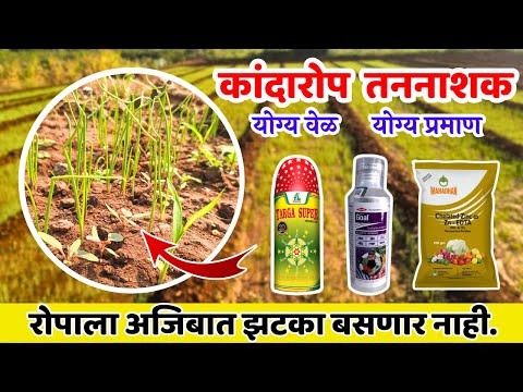 कांदा रोप तननाशक फवारणीची योग्य वेळ आणि प्रमाण ? | Kanda rope Tan nashak