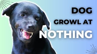 Why Does My Dog Growl at NOTHING? Here are the Top 8 reasons! by Dog Training Advice Tips 426 views 2 months ago 4 minutes, 37 seconds