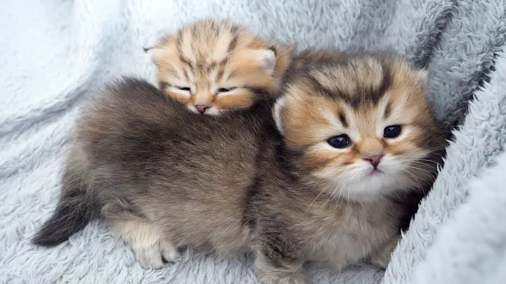 Video 9375821: tabby kitten cat, brown tabby cat, munchkin, cute kitten