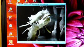 3d hardware acceleration on VMWare (3DMark 2001, nature scene)