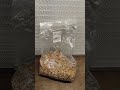 Grain to substrate 6qt shoebox tubs!!#mycology #mushroomcultivation #sendit #agar