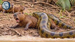 Wild Pantanal – Kingdom of the Most Dangerous Predators You’ve Ever Seen | Nature Animal Documentary screenshot 1
