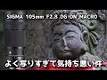 SIGMA 105mm F2.8 DG DN MACRO よく写りすぎて気持ちが悪い件 Panasonic LUMIX S5との組み合わせも違和感なくバッチリ！