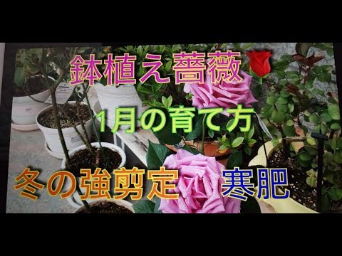 鉢植え薔薇 1月の育て方 冬の強剪定 寒肥 Youtube 鉢植え薔薇 1月の育て方 冬の強剪定 寒肥 Youtube