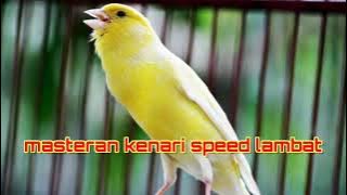 MASTERAN KENARI SPEED LAMBAT DENGAN TERAPI AIR #kenarimania #kenarimaniaindonesia