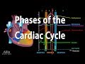 The Cardiac Cycle Phases and Their Role in Heart Function