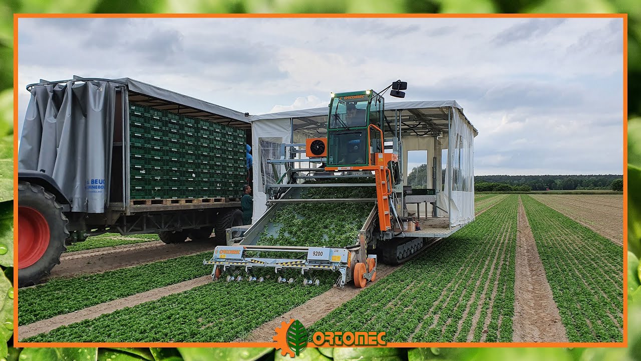 Ortomec New Herbex 9200 | The biggest Harvester for Corn Salad in the world