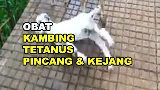 GT-PI #171 Apa Obat Kambing Domba Pincang dan kejang Karena Tetanus?