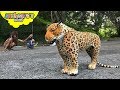 JAGUAR chasing a CAVEMAN | Skyheart and Daddy found wild animal cheetah leopard toys kids