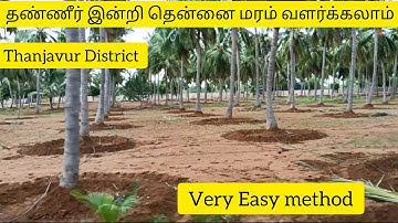 Drip irrigation system in Coconut tree