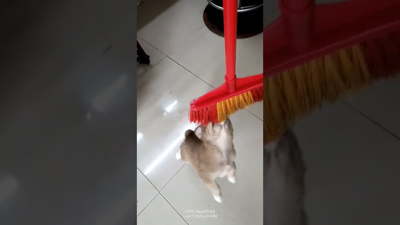 This Dog Is Very Agile Ready To Train And Learn Subscribe