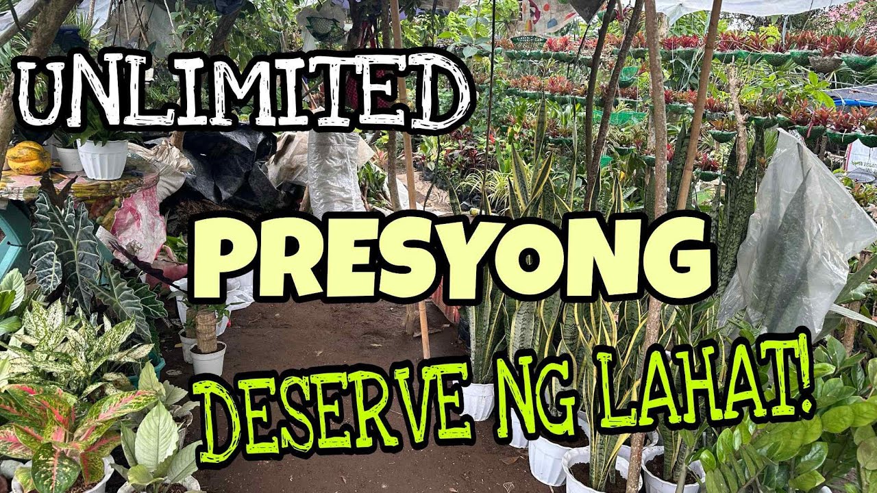 UNLIMITED MINE NIYO AGAD! UPDATED PRICE NOW! #gardentour  #plants #everyone 