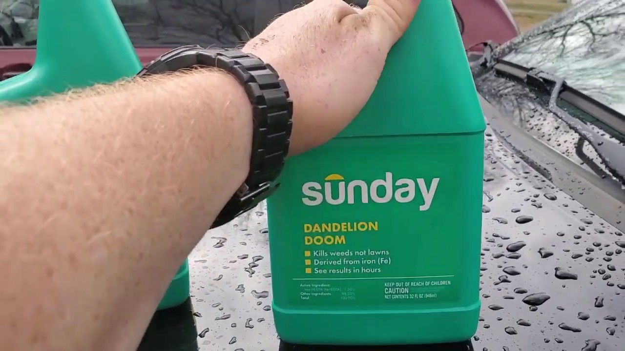 does-sunday-dandelion-spray-work-lawn-daddy-llc-review-youtube