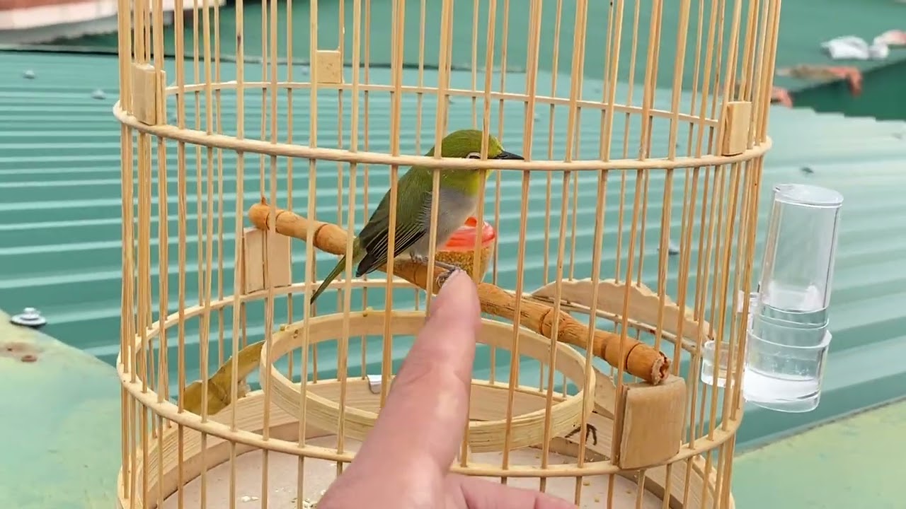 Khuyên non mau mỏ líu ăn cám dưỡng| Tuấn Bird