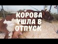 как запустить корову !!! запуск коровы 🔥