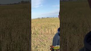 Agro colheita soja #agrobr #agro #agronegócio #agronomia #agronomy #arroz #herbicida #soja #deus #rs
