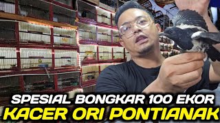 Unboxing  100 Ekor Kacer Ori Pontianak Dikios Alhamdulillah Hari Ini